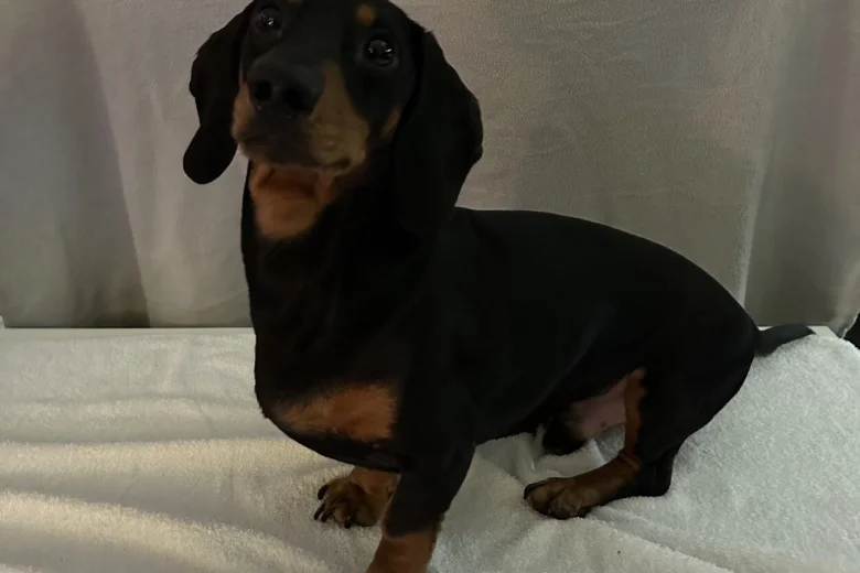 Dachshund (Smooth Haired)