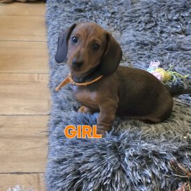 Dachshund (Smooth Haired)