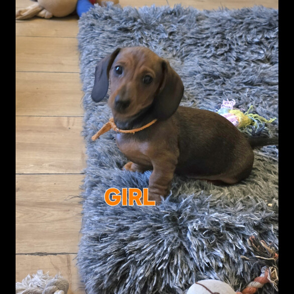 Dachshund (Smooth Haired)