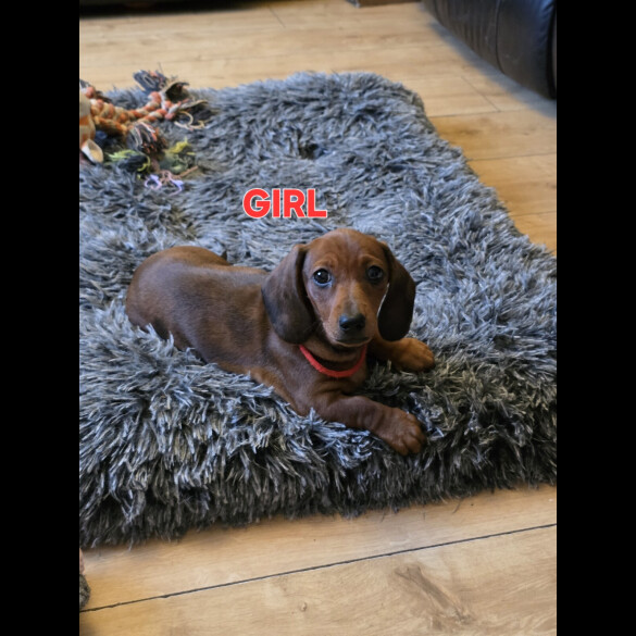 Dachshund (Smooth Haired)