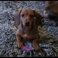 Dachshund (Smooth Haired)