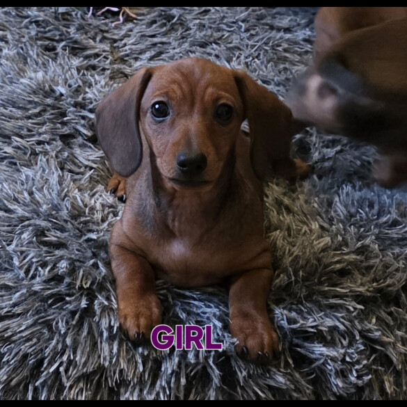 Dachshund (Smooth Haired)