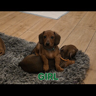 Dachshund (Smooth Haired)