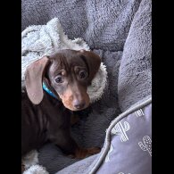 Dachshund (Miniature Smooth Haired)