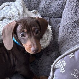 Dachshund (Smooth Haired)