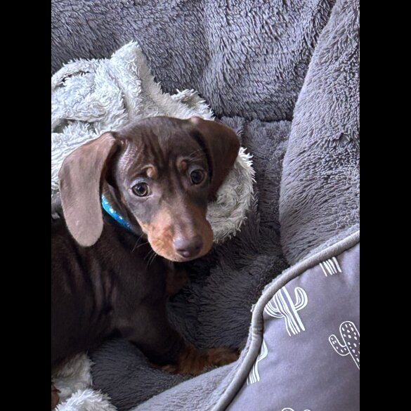 Dachshund (Miniature Smooth Haired)