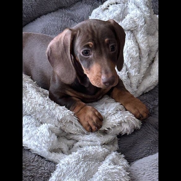 Dachshund (Miniature Smooth Haired)