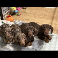 Dachshund (Miniature Smooth Haired)