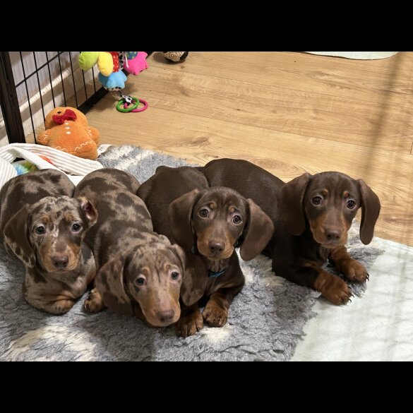 Dachshund (Miniature Smooth Haired)