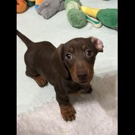 Dachshund (Miniature Smooth Haired)