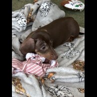 Dachshund (Miniature Smooth Haired)