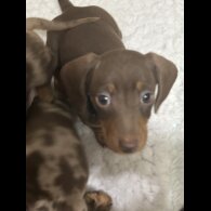 Dachshund (Miniature Smooth Haired)