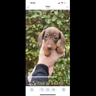 Dachshund (Miniature Smooth Haired)