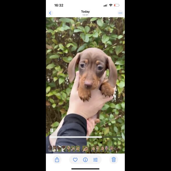 Dachshund (Miniature Smooth Haired)