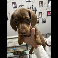 Dachshund (Miniature Smooth Haired)
