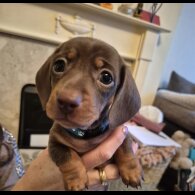 Dachshund (Miniature Smooth Haired)