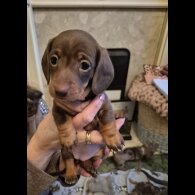 Dachshund (Miniature Smooth Haired)
