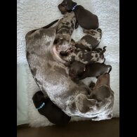 Dachshund (Miniature Smooth Haired)