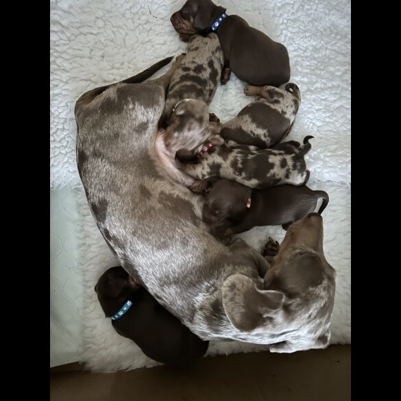 Dachshund (Miniature Smooth Haired)