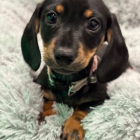 Dachshund (Smooth Haired)