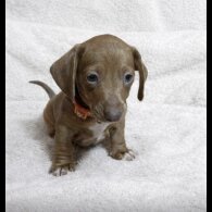Dachshund (Smooth Haired)