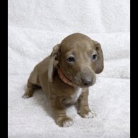 Dachshund (Smooth Haired)