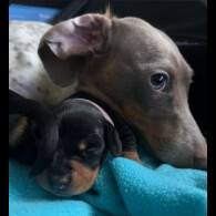 Dachshund (Smooth Haired)