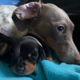 Dachshund (Smooth Haired)