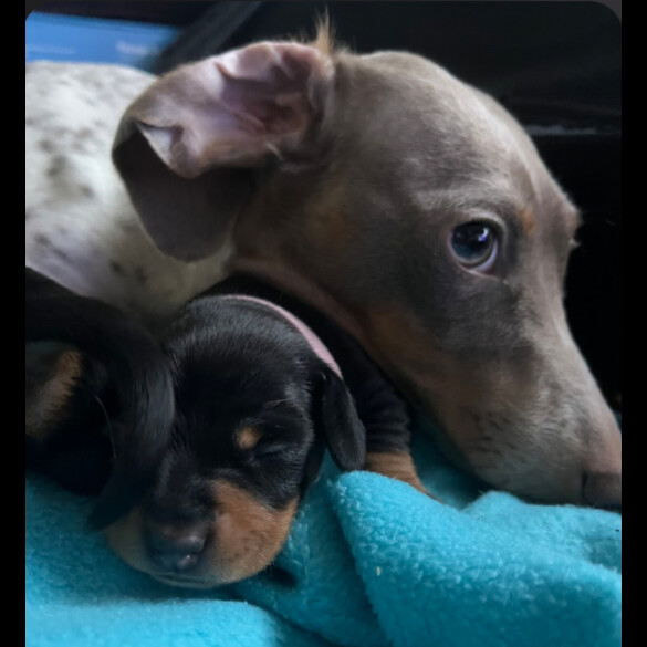 Dachshund (Smooth Haired)