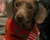 Dachshund (Smooth Haired)