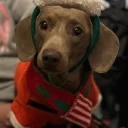 Dachshund (Smooth Haired)