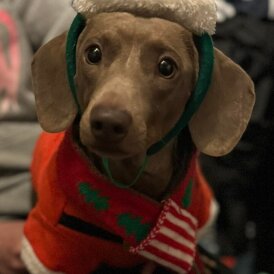 Dachshund (Smooth Haired)