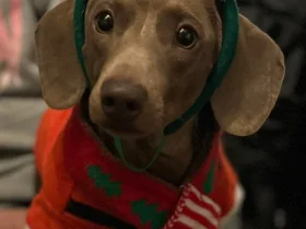 Dachshund (Smooth Haired)