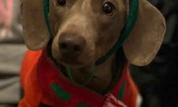 Dachshund (Smooth Haired)