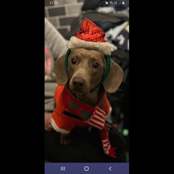 Dachshund (Smooth Haired)