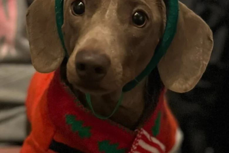 Dachshund (Smooth Haired)