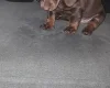 Dachshund (Smooth Haired)
