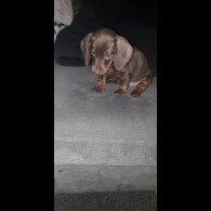 Dachshund (Smooth Haired)