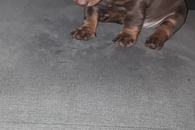 Dachshund (Smooth Haired)
