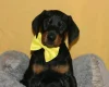 Doberman
