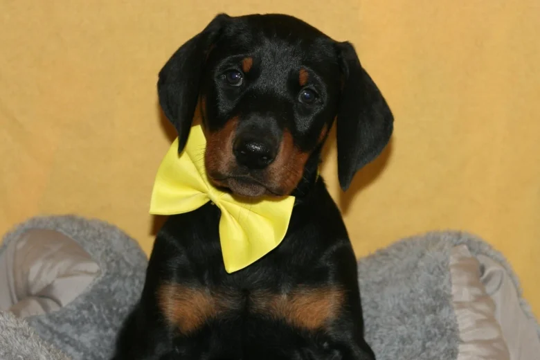 Doberman