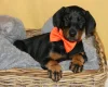 Doberman