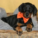 Doberman