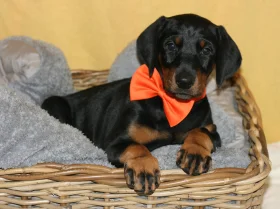 Doberman