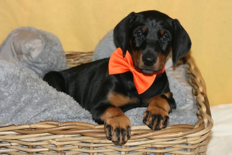Doberman