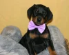 Doberman