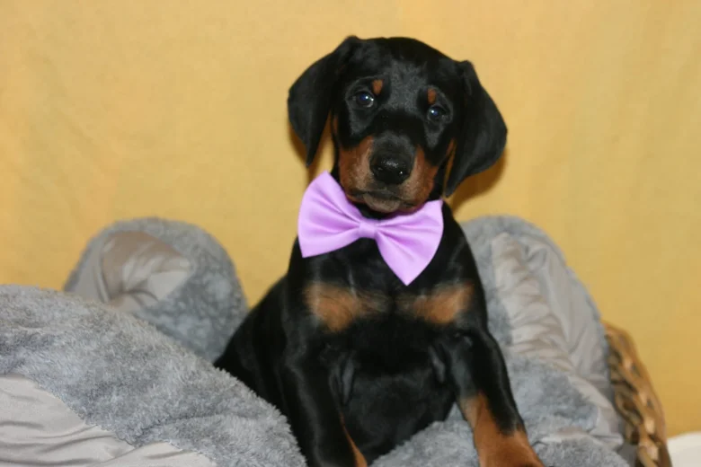 Doberman
