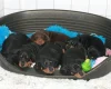 Doberman