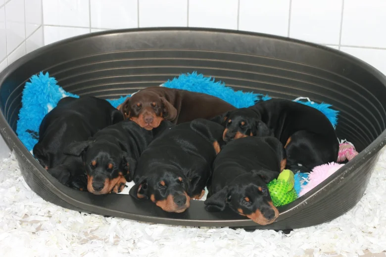 Doberman