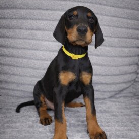 Doberman